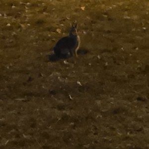 Meet your Posher, Rena